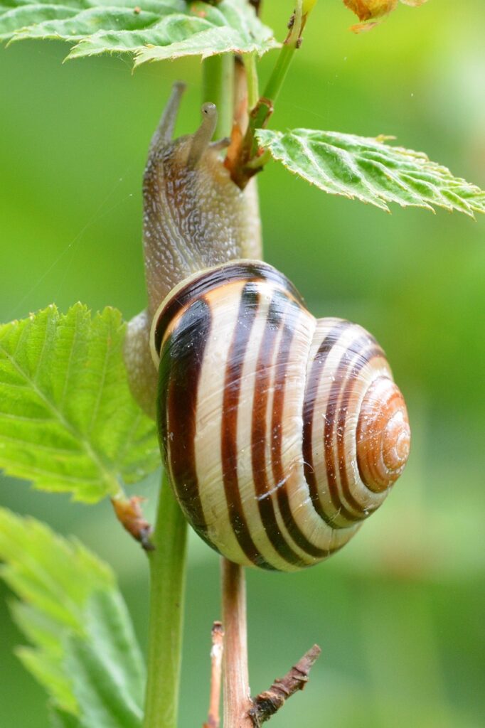 snail, macro, close up-1429312.jpg